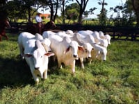 Geral Tabapua