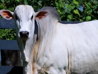 Lote 09