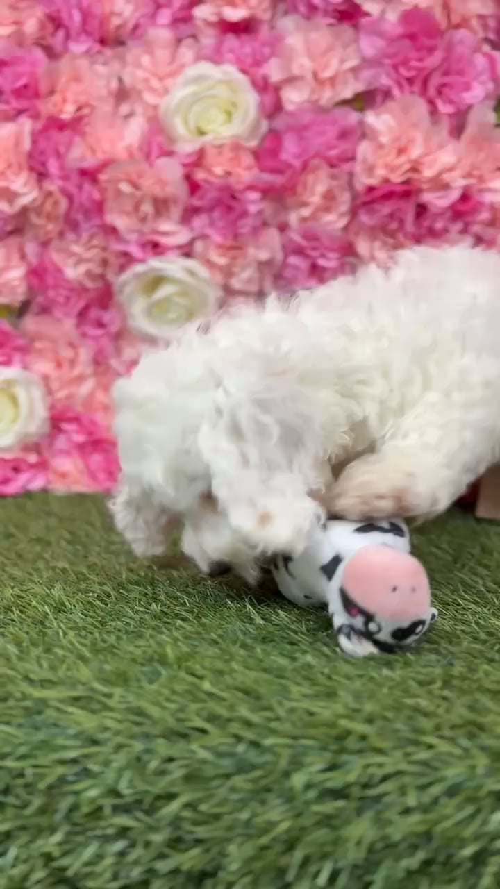 Male Cockapoo puppy named Joe for sale at Pet Express Braintree. video thumbnail