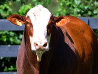 Lote 74