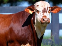 Lote 76