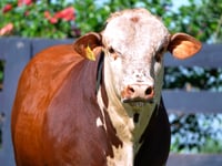 Lote 78