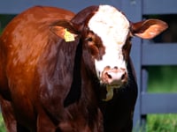 Lote 79