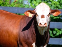 Lote 81