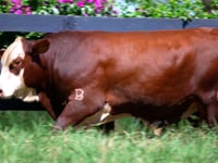 Lote 83