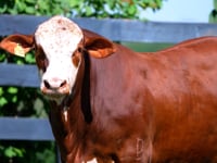 Lote 85
