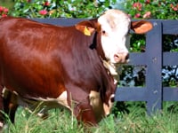 Lote 89
