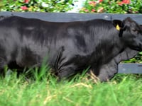 Lote 91