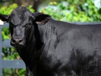 Lote 93