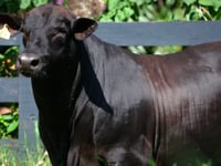 Lote 95