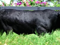 Lote 98