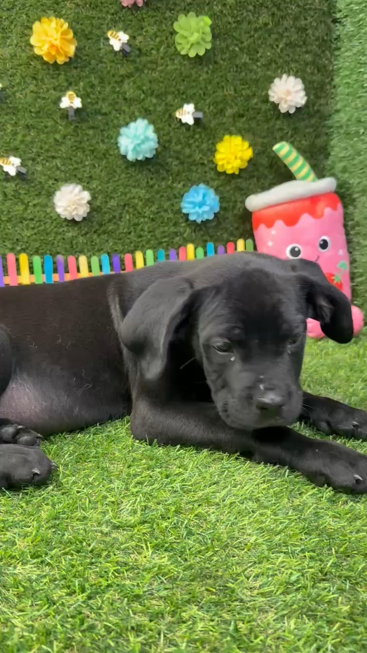 Male Cane Corso puppy named Max for sale at Puppy Dreams - Round Rock. video thumbnail