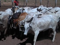 Lote 43
