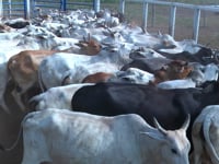 Lote 45