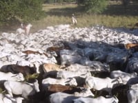 LOTES<br>01A / 02A / 03A / 04A<br>05A / 06A / 07A / 08A