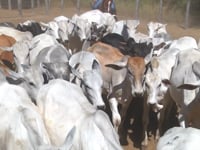 Lote 02A