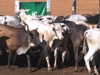 Lote 02