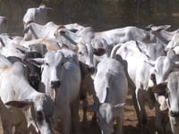 Lote 07A
