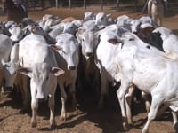 Lote 08A