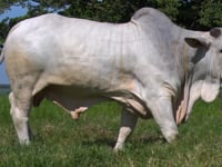 Lote 09