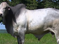 Lote 26