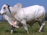 Lote 35