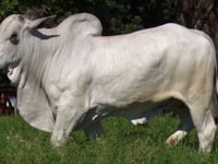 Lote 37