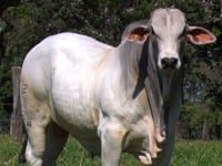 Lote 40