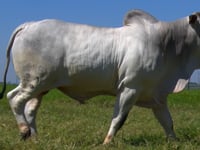 Lote 43
