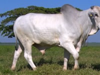 Lote 44