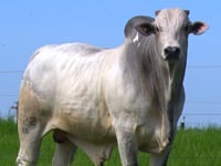 Lote 45