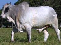 Lote 47