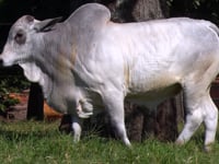 Lote 48