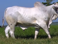 Lote 49