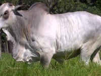 Lote 50