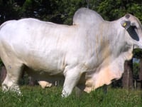Lote 52