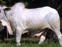Lote 54