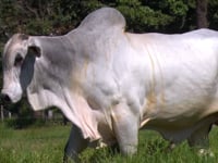 Lote 58