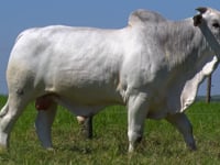 Lote 61