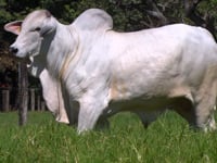 Lote 63