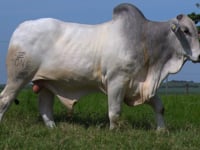 Lote 64