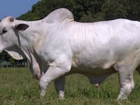 Lote 68