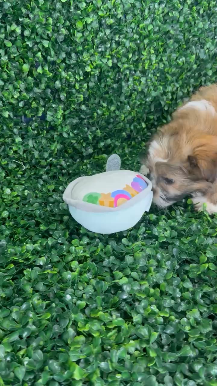 Male Teddy-Pom puppy named Pip for sale at Puppy Dreams - Missouri City. video thumbnail