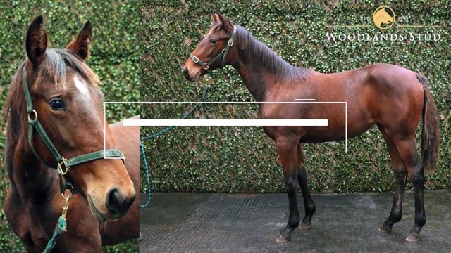 Lot 9