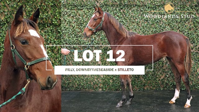 Lot 12