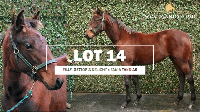 Lot 14