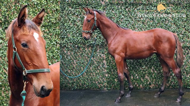 Lot 29