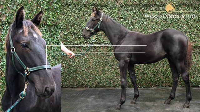 Lot 28