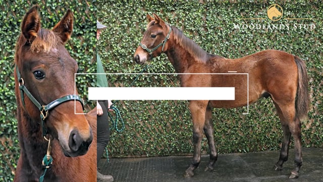 Lot 22