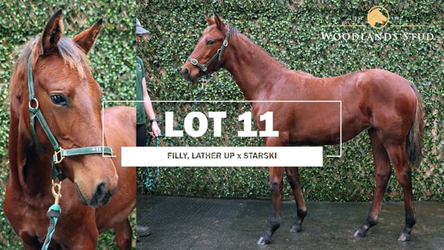 Lot 11
